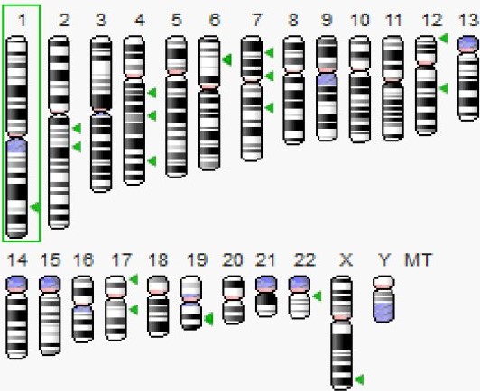 GENOME DATA VIEWER