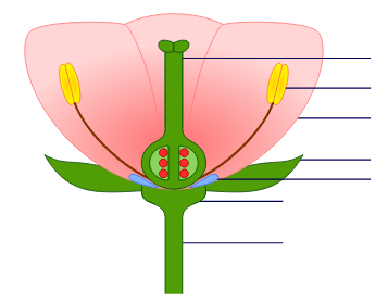 FLEUR - ANATOMIE